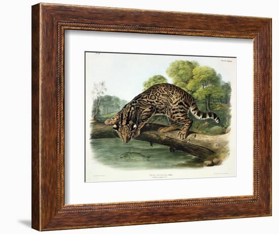 Felis Pardalis (Ocelot or Leopard-Cat), Plate 86 from 'Quadrupeds of North America', Engraved by…-John Woodhouse Audubon-Framed Giclee Print