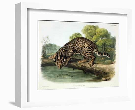 Felis Pardalis (Ocelot or Leopard-Cat), Plate 86 from 'Quadrupeds of North America', Engraved by…-John Woodhouse Audubon-Framed Giclee Print