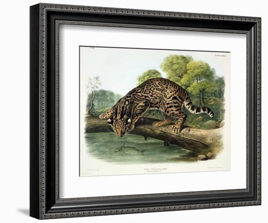 Felis Pardalis (Ocelot or Leopard-Cat), Plate 86 from 'Quadrupeds of North America', Engraved by…-John Woodhouse Audubon-Framed Giclee Print