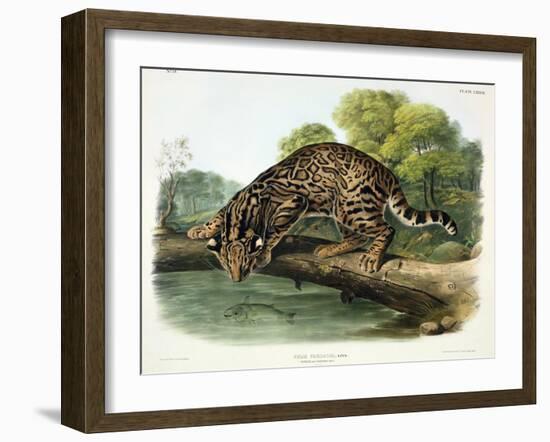 Felis Pardalis (Ocelot or Leopard-Cat), Plate 86 from 'Quadrupeds of North America', Engraved by…-John Woodhouse Audubon-Framed Giclee Print