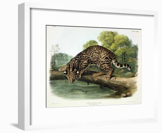 Felis Pardalis (Ocelot or Leopard-Cat), Plate 86 from 'Quadrupeds of North America', Engraved by…-John Woodhouse Audubon-Framed Giclee Print