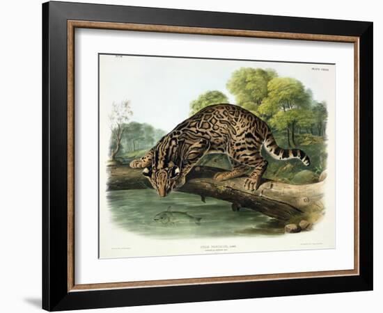Felis Pardalis (Ocelot or Leopard-Cat), Plate 86 from 'Quadrupeds of North America', Engraved by…-John Woodhouse Audubon-Framed Giclee Print