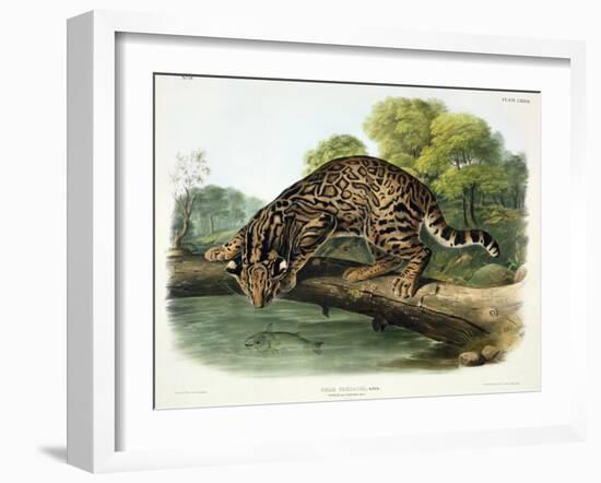 Felis Pardalis (Ocelot or Leopard-Cat), Plate 86 from 'Quadrupeds of North America', Engraved by…-John Woodhouse Audubon-Framed Giclee Print