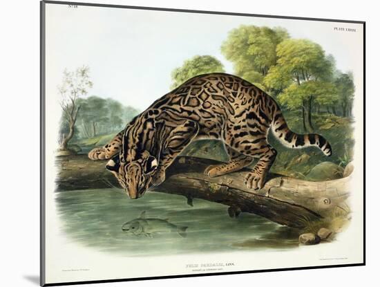 Felis Pardalis (Ocelot or Leopard-Cat), Plate 86 from 'Quadrupeds of North America', Engraved by…-John Woodhouse Audubon-Mounted Giclee Print