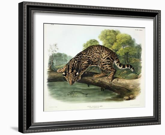 Felis Pardalis (Ocelot or Leopard-Cat), Plate 86 from 'Quadrupeds of North America', Engraved by…-John Woodhouse Audubon-Framed Giclee Print