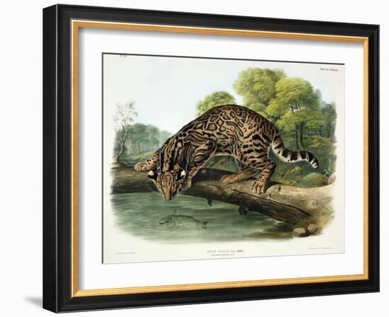 Felis Pardalis (Ocelot or Leopard-Cat), Plate 86 from 'Quadrupeds of North America', Engraved by…-John Woodhouse Audubon-Framed Giclee Print