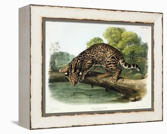 Felis Pardalis (Ocelot or Leopard-Cat), Plate 86 from 'Quadrupeds of North America', Engraved by…-John Woodhouse Audubon-Framed Premier Image Canvas