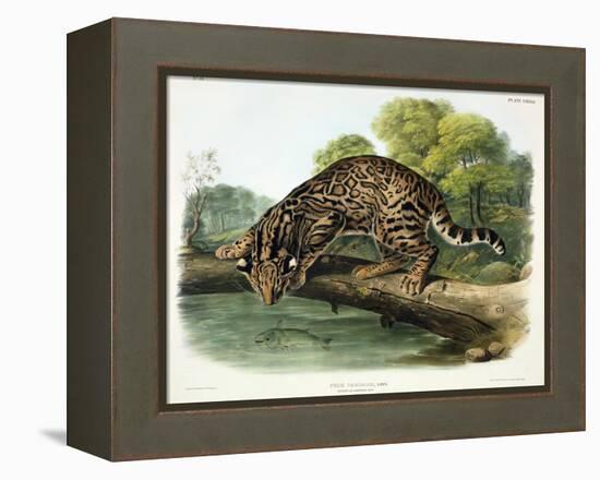 Felis Pardalis (Ocelot or Leopard-Cat), Plate 86 from 'Quadrupeds of North America', Engraved by…-John Woodhouse Audubon-Framed Premier Image Canvas