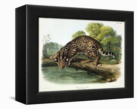 Felis Pardalis (Ocelot or Leopard-Cat), Plate 86 from 'Quadrupeds of North America', Engraved by…-John Woodhouse Audubon-Framed Premier Image Canvas