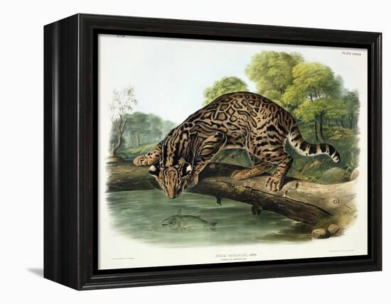 Felis Pardalis (Ocelot or Leopard-Cat), Plate 86 from 'Quadrupeds of North America', Engraved by…-John Woodhouse Audubon-Framed Premier Image Canvas
