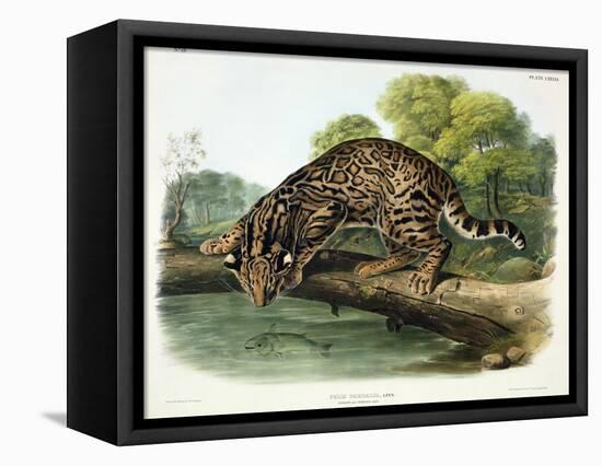 Felis Pardalis (Ocelot or Leopard-Cat), Plate 86 from 'Quadrupeds of North America', Engraved by…-John Woodhouse Audubon-Framed Premier Image Canvas