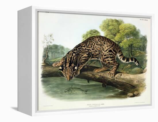 Felis Pardalis (Ocelot or Leopard-Cat), Plate 86 from 'Quadrupeds of North America', Engraved by…-John Woodhouse Audubon-Framed Premier Image Canvas