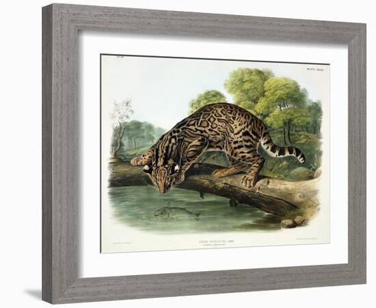 Felis Pardalis (Ocelot or Leopard-Cat), Plate 86 from 'Quadrupeds of North America', Engraved by…-John Woodhouse Audubon-Framed Premium Giclee Print