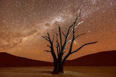 Quiver Tree Forest Outside of Keetmanshoop, Namibia at Dawn-Felix Lipov-Photographic Print