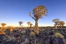 Quiver Tree Forest Outside of Keetmanshoop, Namibia at Dawn-Felix Lipov-Framed Photographic Print