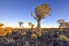Dead Vlei, Dusk, the Namib-Naukluft National Park of Namibia-Felix Lipov-Framed Premier Image Canvas