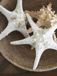 Starfish in a basket-Felix Wirth-Mounted Photographic Print