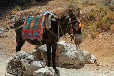 Typical Greek Donkey with Multicolor Saddle-felker-Photographic Print
