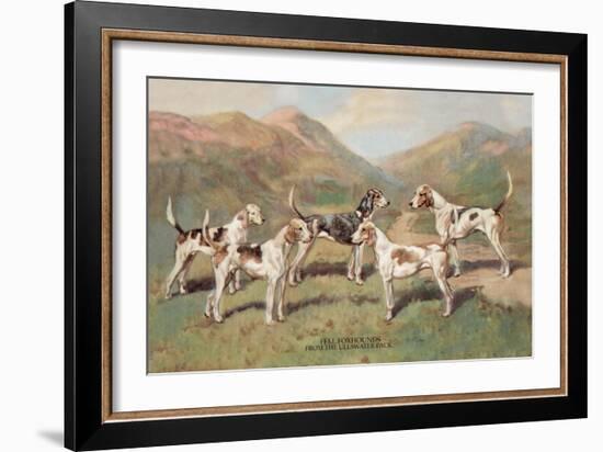 Fell Foxhounds-Thomas Ivester Llyod-Framed Art Print