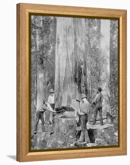 Felling a Blue-Gum Tree in Huon Forest, Tasmania, c.1900, from 'Under the Southern Cross -?-Australian Photographer-Framed Premier Image Canvas