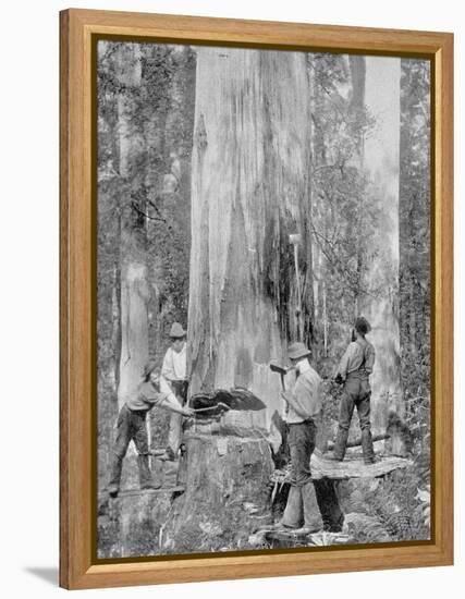 Felling a Blue-Gum Tree in Huon Forest, Tasmania, c.1900, from 'Under the Southern Cross -?-Australian Photographer-Framed Premier Image Canvas