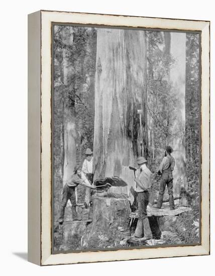 Felling a Blue-Gum Tree in Huon Forest, Tasmania, c.1900, from 'Under the Southern Cross -?-Australian Photographer-Framed Premier Image Canvas