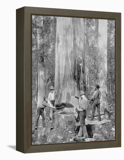 Felling a Blue-Gum Tree in Huon Forest, Tasmania, c.1900, from 'Under the Southern Cross -?-Australian Photographer-Framed Premier Image Canvas