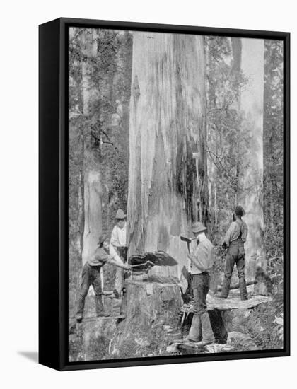 Felling a Blue-Gum Tree in Huon Forest, Tasmania, c.1900, from 'Under the Southern Cross -?-Australian Photographer-Framed Premier Image Canvas