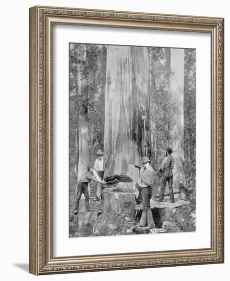 Felling a Blue-Gum Tree in Huon Forest, Tasmania, c.1900, from 'Under the Southern Cross -?-Australian Photographer-Framed Photographic Print