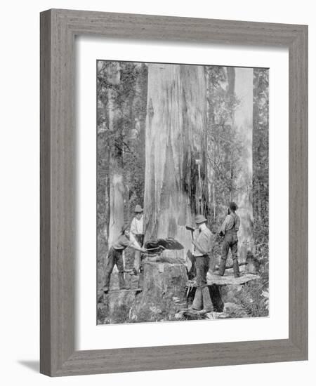 Felling a Blue-Gum Tree in Huon Forest, Tasmania, c.1900, from 'Under the Southern Cross -?-Australian Photographer-Framed Photographic Print