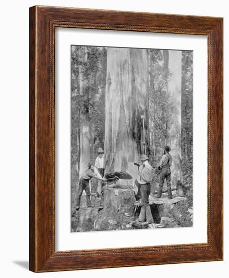 Felling a Blue-Gum Tree in Huon Forest, Tasmania, c.1900, from 'Under the Southern Cross -?-Australian Photographer-Framed Photographic Print