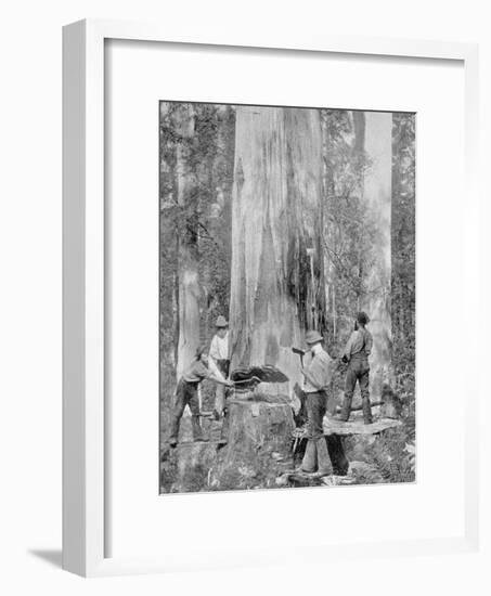 Felling a Blue-Gum Tree in Huon Forest, Tasmania, c.1900, from 'Under the Southern Cross -?-Australian Photographer-Framed Photographic Print