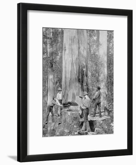 Felling a Blue-Gum Tree in Huon Forest, Tasmania, c.1900, from 'Under the Southern Cross -?-Australian Photographer-Framed Photographic Print