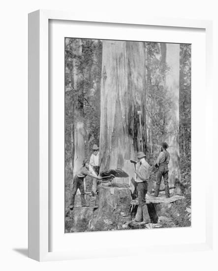 Felling a Blue-Gum Tree in Huon Forest, Tasmania, c.1900, from 'Under the Southern Cross -?-Australian Photographer-Framed Photographic Print