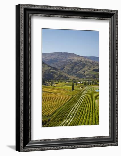 Felton Road Vineyard, Autumn, Bannockburn, Central Otago, South Island, New Zealand-David Wall-Framed Photographic Print