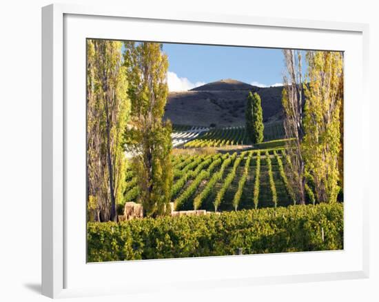 Felton Road Vineyard, Bannockburn, South Island, New Zealand-David Wall-Framed Photographic Print