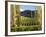 Felton Road Vineyard, Bannockburn, South Island, New Zealand-David Wall-Framed Photographic Print