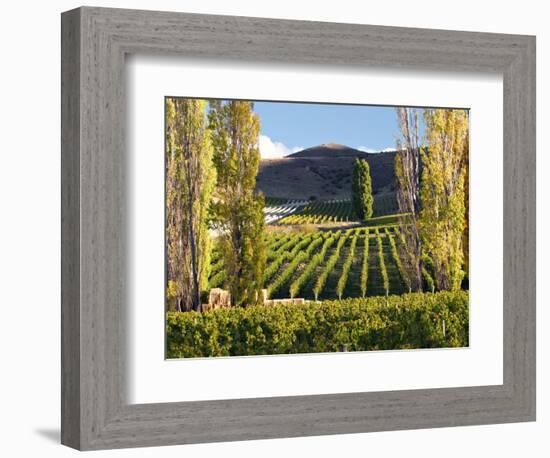 Felton Road Vineyard, Bannockburn, South Island, New Zealand-David Wall-Framed Photographic Print