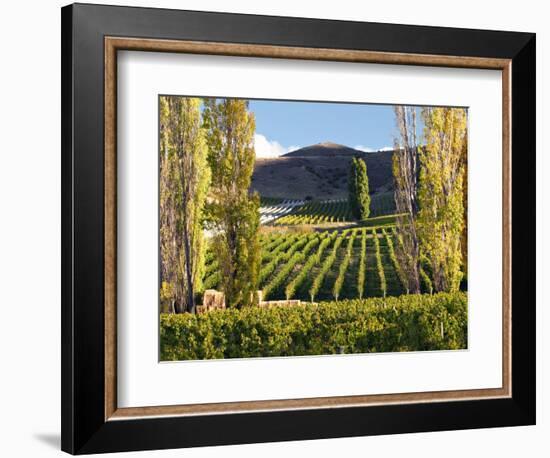Felton Road Vineyard, Bannockburn, South Island, New Zealand-David Wall-Framed Photographic Print