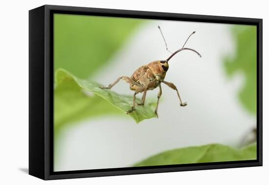 Female Acorn Weevil (Curculio Glandium) Niedersachsische Elbtalaue Biosphere Reserve-Solvin Zankl-Framed Premier Image Canvas