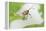 Female Acorn Weevil (Curculio Glandium) Niedersachsische Elbtalaue Biosphere Reserve-Solvin Zankl-Framed Premier Image Canvas
