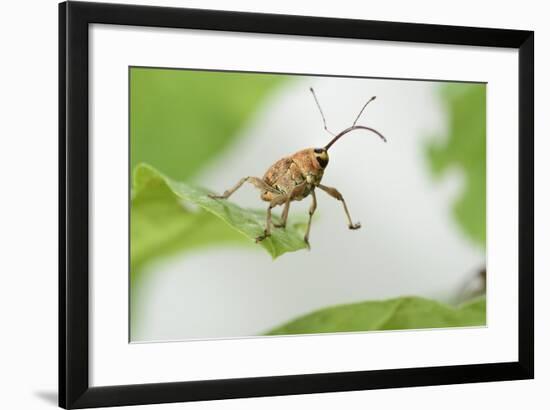 Female Acorn Weevil (Curculio Glandium) Niedersachsische Elbtalaue Biosphere Reserve-Solvin Zankl-Framed Photographic Print