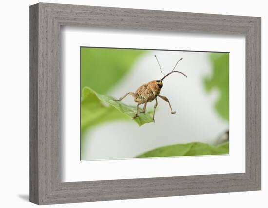 Female Acorn Weevil (Curculio Glandium) Niedersachsische Elbtalaue Biosphere Reserve-Solvin Zankl-Framed Photographic Print