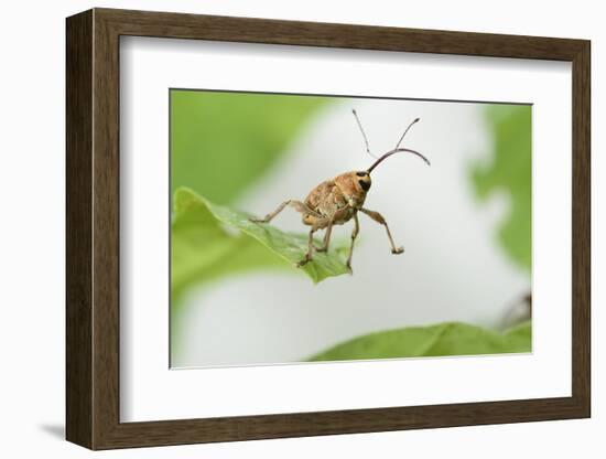 Female Acorn Weevil (Curculio Glandium) Niedersachsische Elbtalaue Biosphere Reserve-Solvin Zankl-Framed Photographic Print