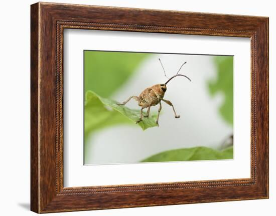 Female Acorn Weevil (Curculio Glandium) Niedersachsische Elbtalaue Biosphere Reserve-Solvin Zankl-Framed Photographic Print