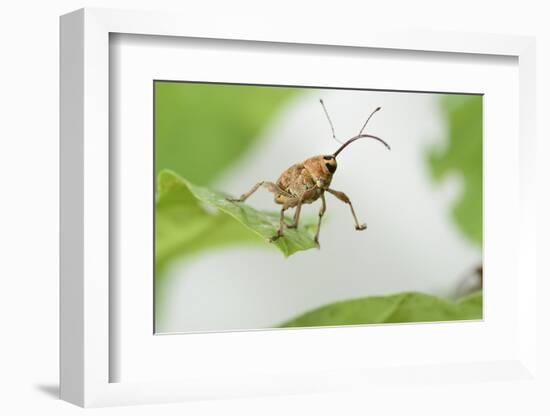 Female Acorn Weevil (Curculio Glandium) Niedersachsische Elbtalaue Biosphere Reserve-Solvin Zankl-Framed Photographic Print