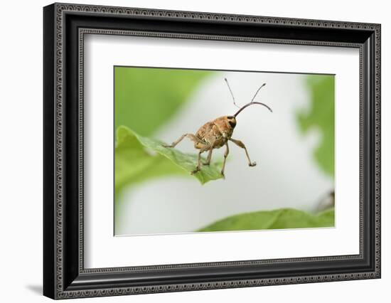 Female Acorn Weevil (Curculio Glandium) Niedersachsische Elbtalaue Biosphere Reserve-Solvin Zankl-Framed Photographic Print