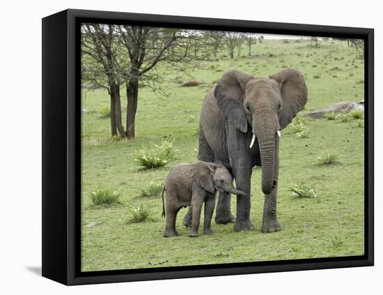 Female African Elephant with baby, Serengeti National Park, Tanzania-Adam Jones-Framed Premier Image Canvas