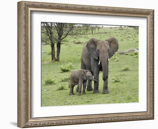 Female African Elephant with baby, Serengeti National Park, Tanzania-Adam Jones-Framed Photographic Print