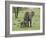 Female African Elephant with baby, Serengeti National Park, Tanzania-Adam Jones-Framed Photographic Print